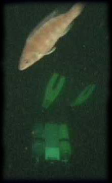 Topgun rebreather on the Andrea Doria